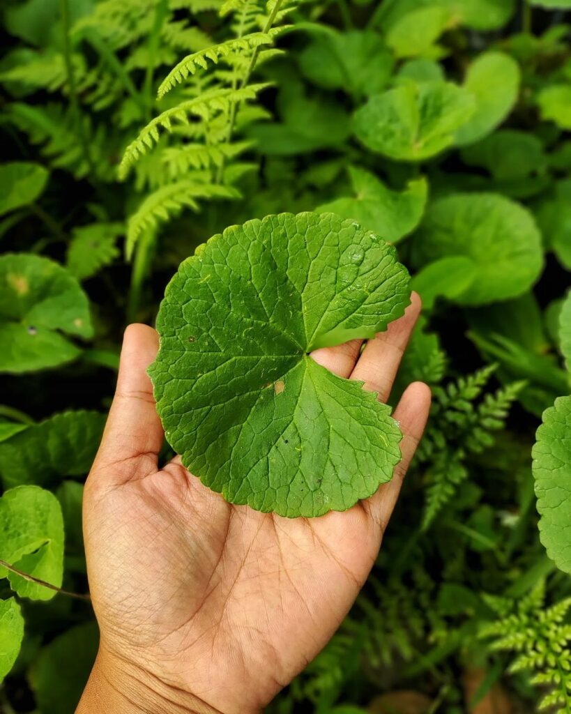 centella asiatica